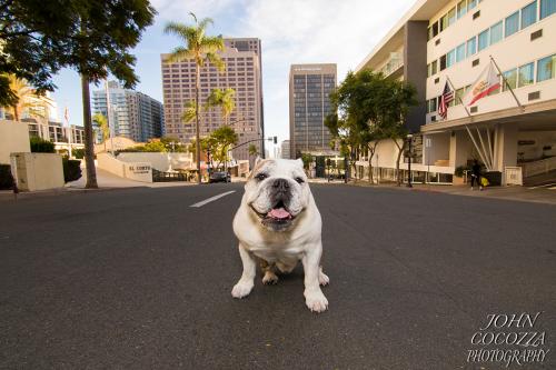 dog photographer in san diego by john cocozza photography